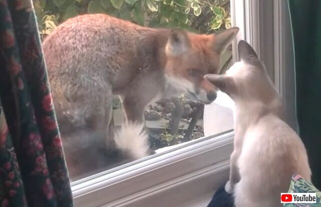 foxncat2_640