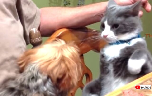 dogsafraidofcats3_640