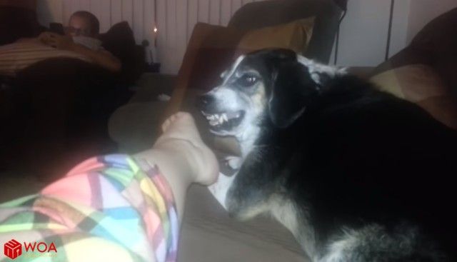 smellingownersfoot6_e