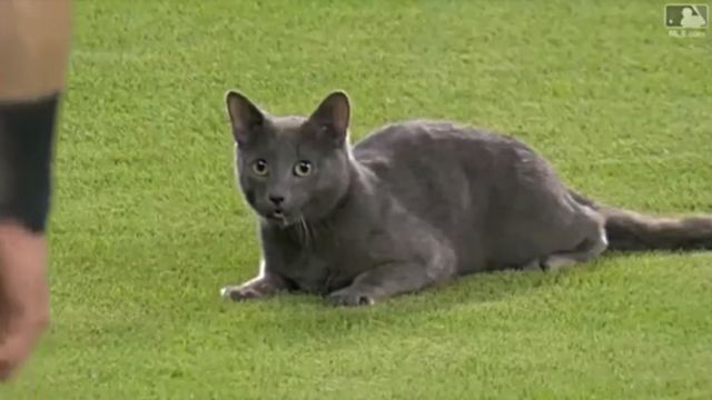 MLB19