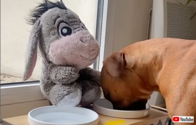 愛犬「お気に入りのぬいぐるみ、誰にも渡さないんだから！」だがある日、オモチャだってシェアしたいほど大好きな親友が現れた