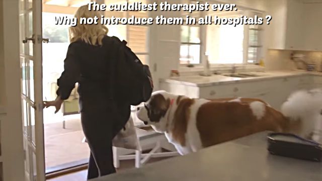 therapydog2