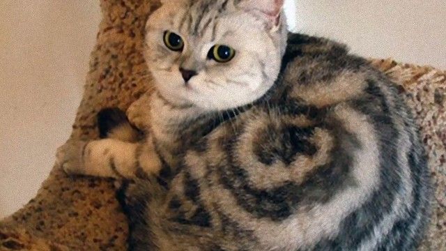 cat-5_e