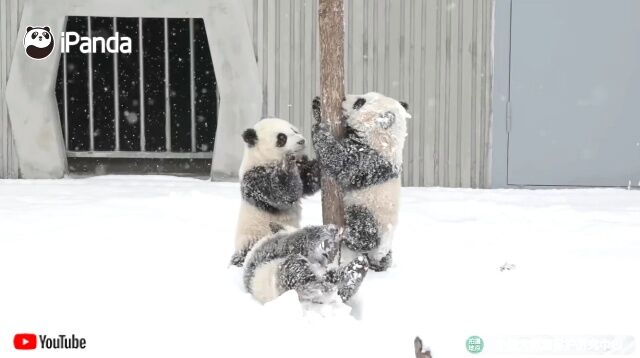 snowpandas4_640