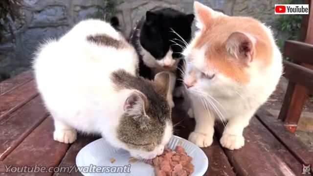 catsrbackinlove4_640