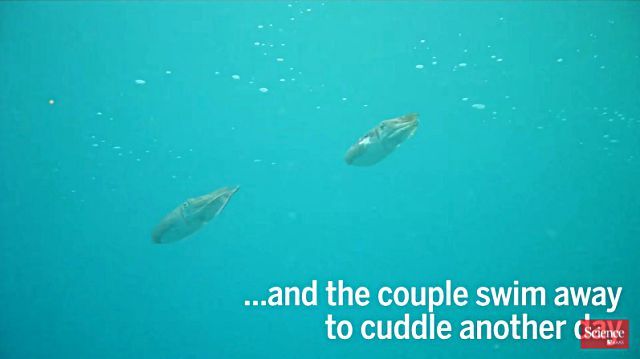 cuttlefish10