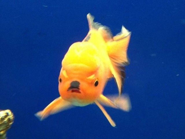 grumpy_animals_24_e
