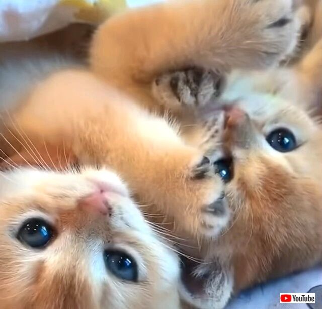 sleepykitties1_640