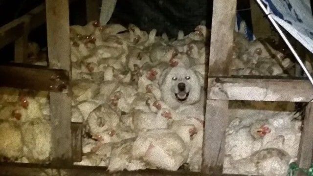 ニワトリ小屋に同系色（カモフラージュ）された異種動物が入り込んだだとう？！ニワトリと一緒に寝ようとする犬に関しての海外の反応