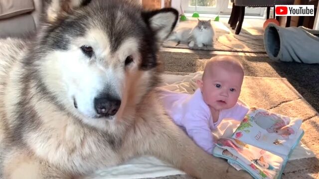 dogswbaby1_640