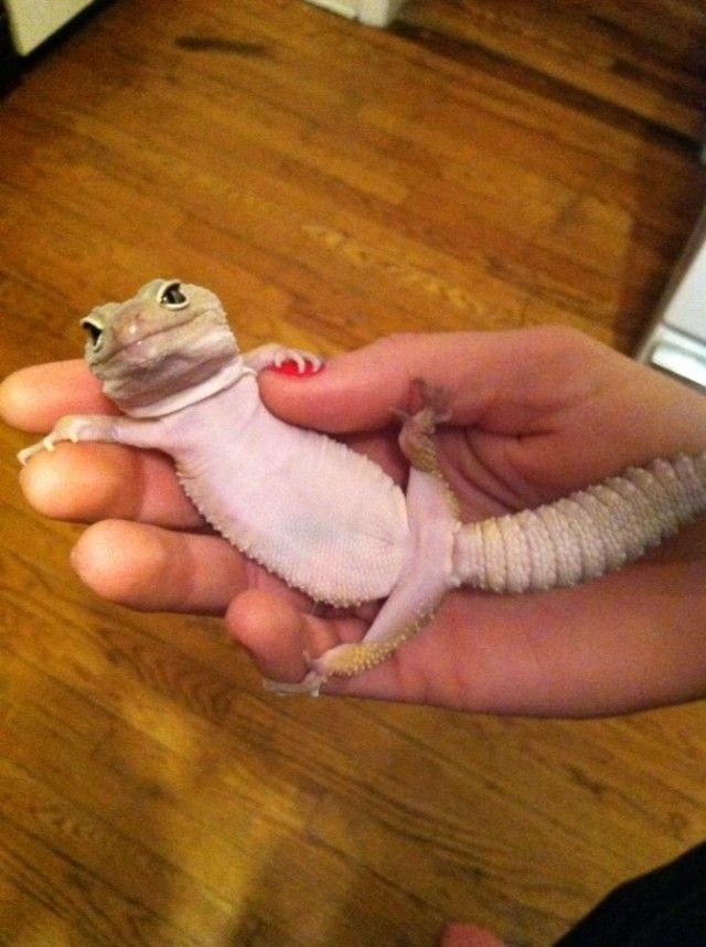 Lizard-lounging-like-hes-in-a-hammock_e