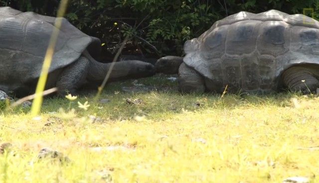 matingtortoises2_e
