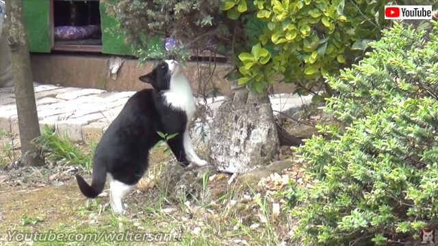 catsrbackinlove3_640
