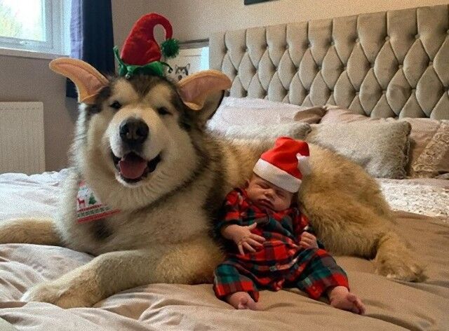 malamutesnbaby0_e