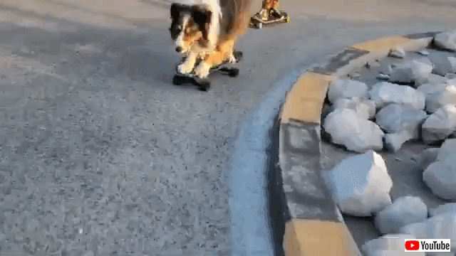 愛犬 こんなの楽勝 あのスケボードッグ ラウンドアバウトを難なくクリアする マランダー