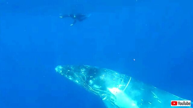 swimwithhumpback1_640