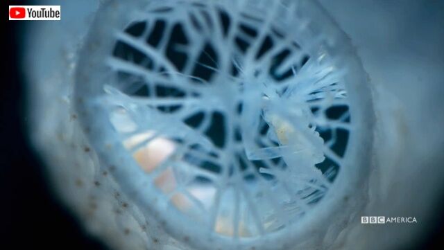 flowerbasket6_640