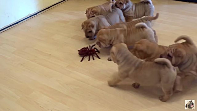 puppiesvsspider1