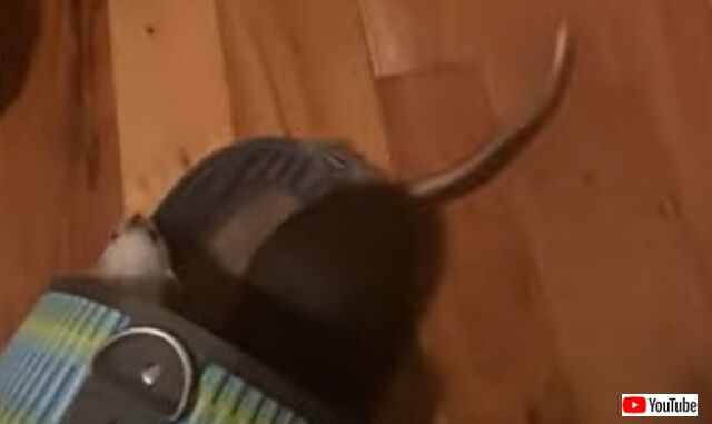 rats2_640