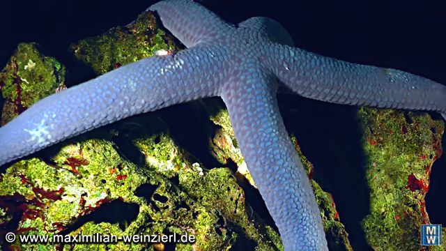 starfish1