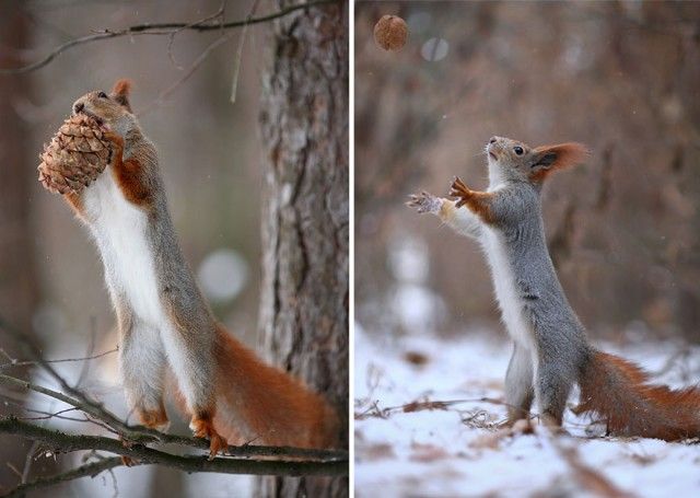 squirrel-photography-russia-vadim-trunov-15_e