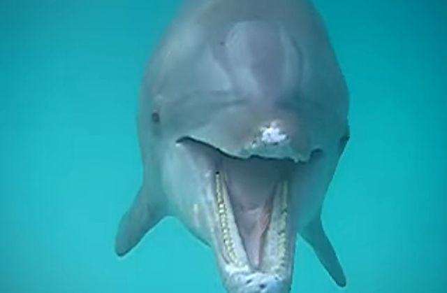 yellingdolphin4