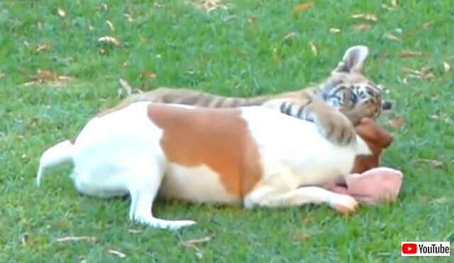 tigerbaby6_640