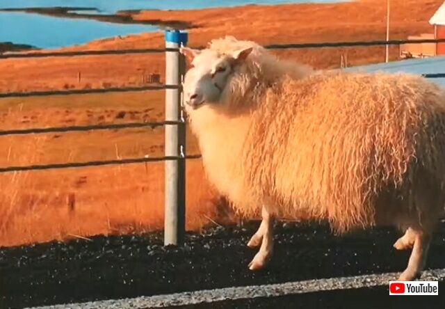 bouncingsheep4_640