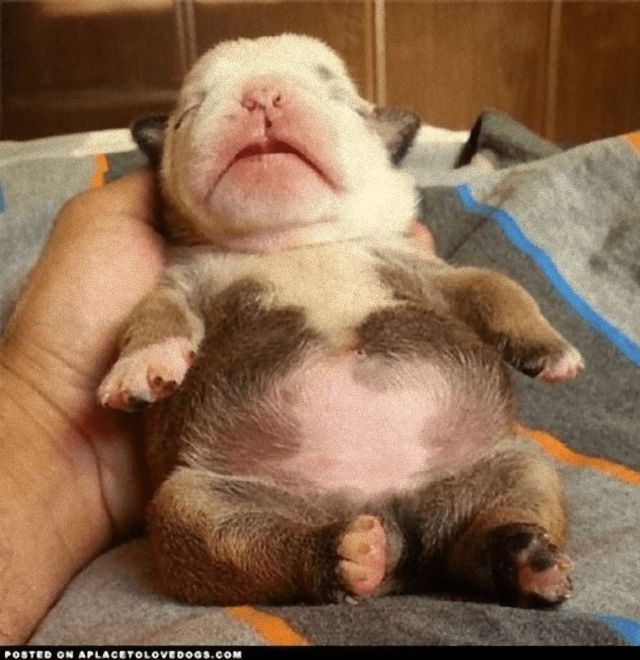 puppies7_e