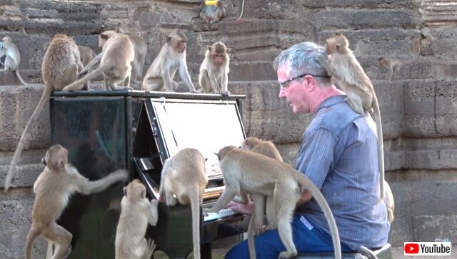 piano4macaques7_640
