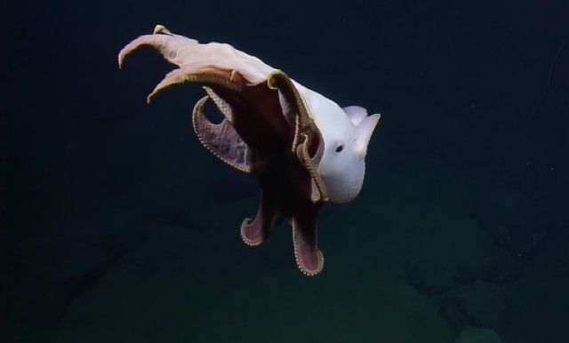 umbrellaoctopus0_e