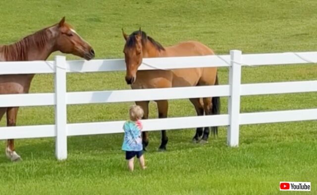 「おーい、お馬さんたちこっちに来てー！」という幼児の呼びかけに答えて、一斉に走って来る馬たち