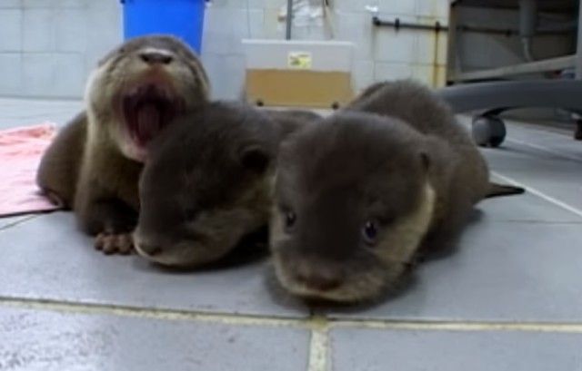 babyotters1_e
