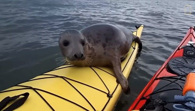 adorableseal5_e