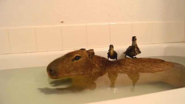 capybara2