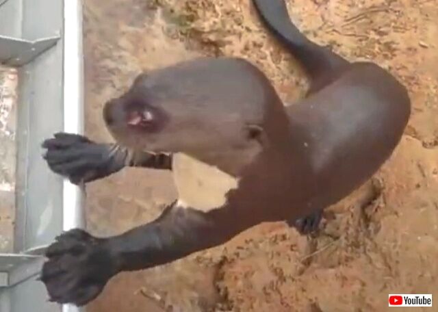 otter4_640
