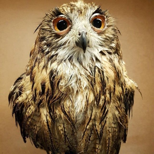 funny-wet-owls13_e