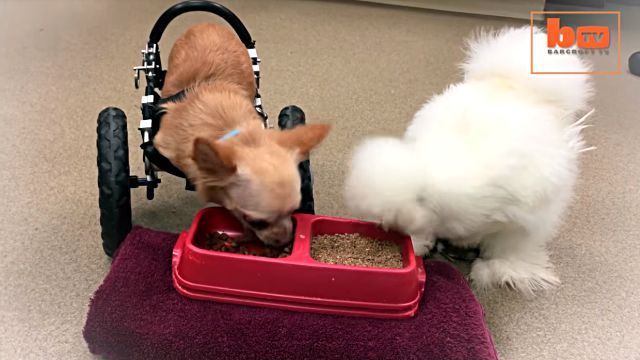 chickennchihuahua2