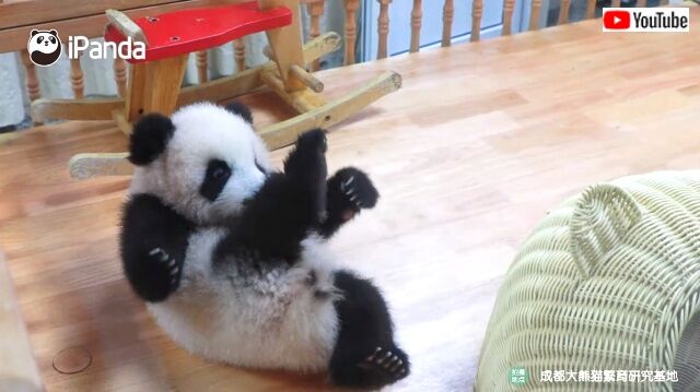 babypandascuteness1_640