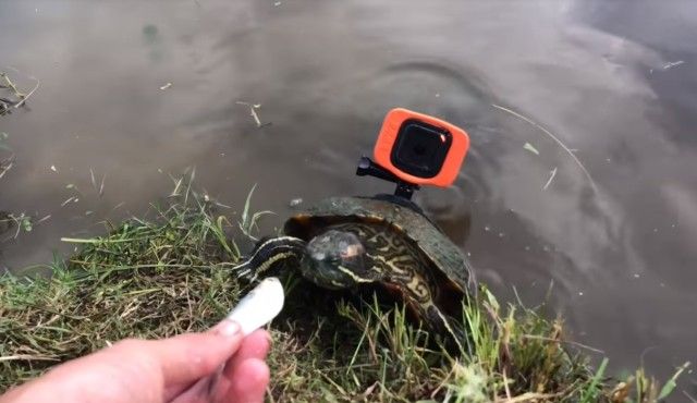 turtleslife0_e