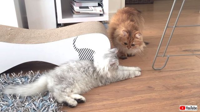 introducingtwocats6_640