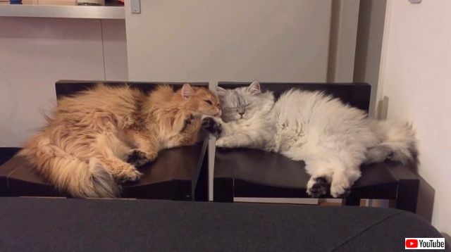 introducingtwocats8_640