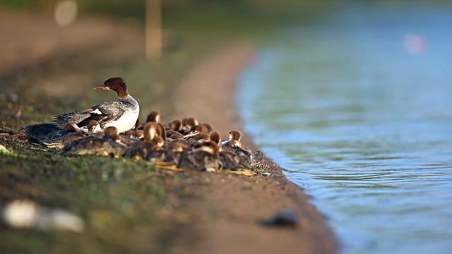 mamamerganser0