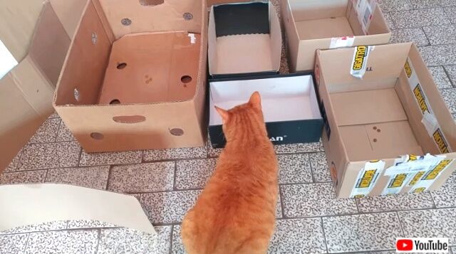 catinmaze3_640