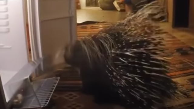 porcupine-4_e