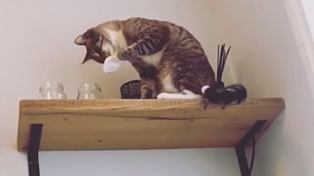 adorablecats9