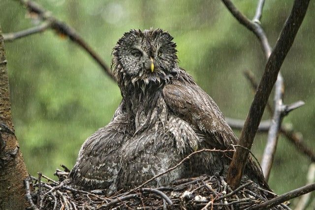 owl-photography-11__880_e