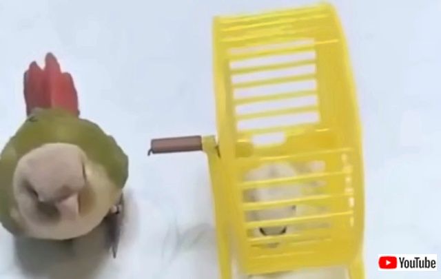 やめてやめて！目が回っちゃう～！ハムスターに大きなお世話をするインコ