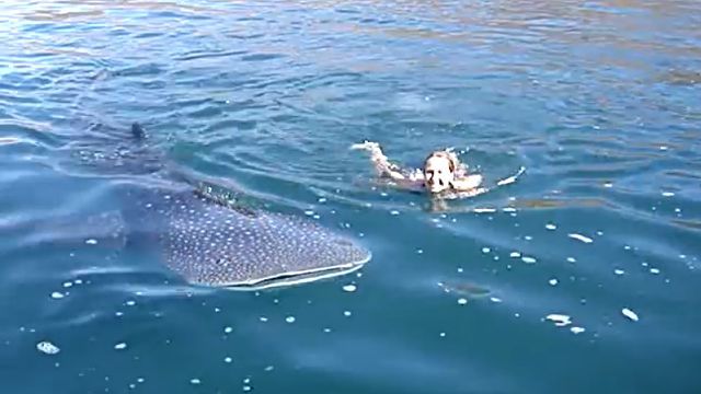 whaleshark1