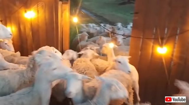 sheep4_batch